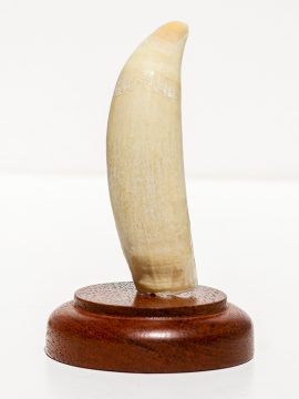 Raw Whale's Tooth Ivory - Scrimshaw Collector