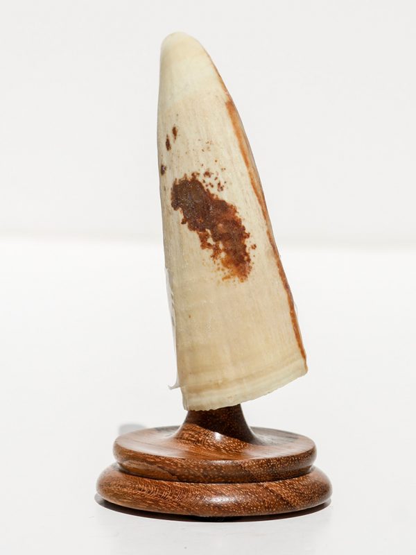 Raw Whale's Tooth Ivory - Scrimshaw Collector