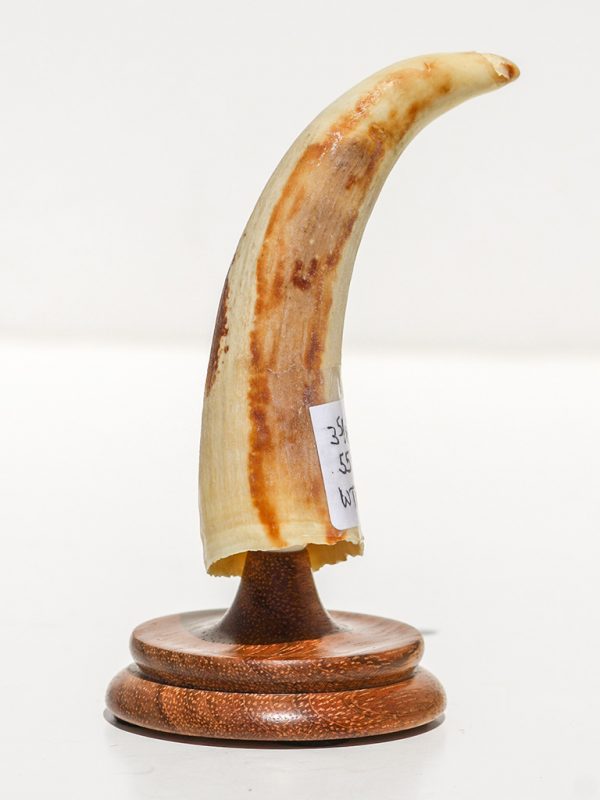 Raw Whale's Tooth Ivory - Scrimshaw Collector