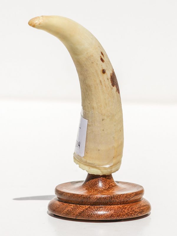 Raw Whale's Tooth Ivory - Scrimshaw Collector