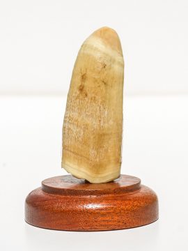 Raw Whale's Tooth Ivory - Scrimshaw Collector