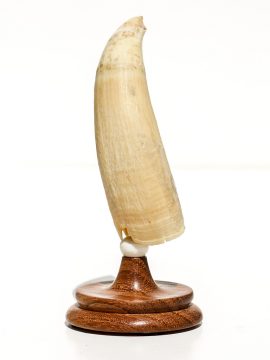 Raw Whale's Tooth Ivory - Scrimshaw Collector