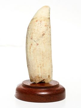 Raw Whale's Tooth Ivory - Scrimshaw Collector