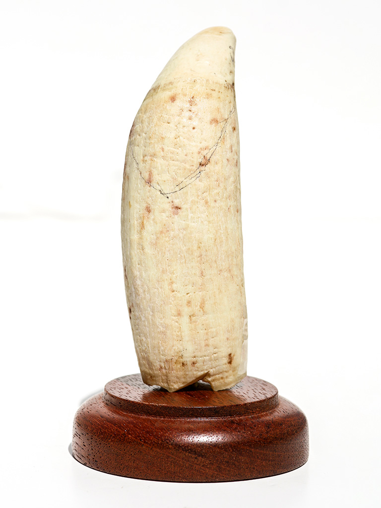 Raw Whale's Tooth Ivory Scrimshaw Collector