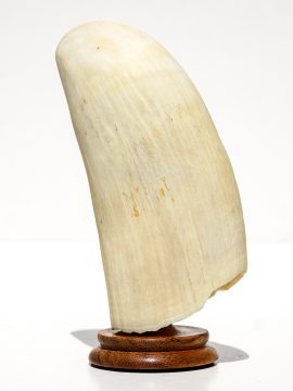 Raw Whale's Tooth Ivory - Scrimshaw Collector