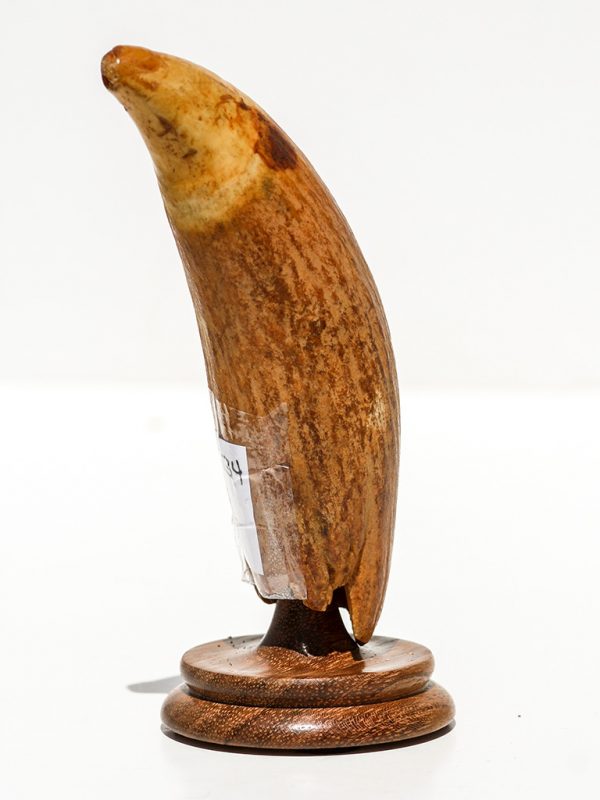 Raw Whale's Tooth Ivory - Scrimshaw Collector