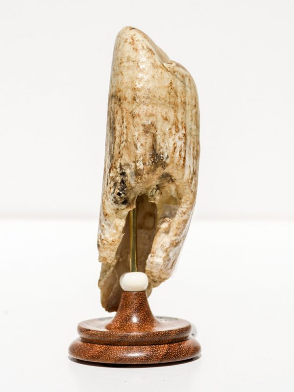 Raw Whale's Tooth Ivory - Scrimshaw Collector