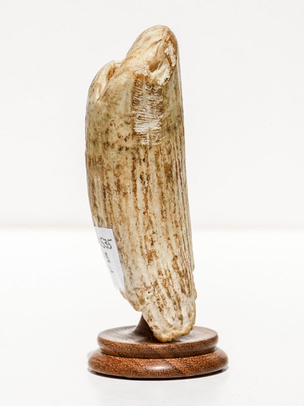 Raw Whale's Tooth Ivory - Scrimshaw Collector