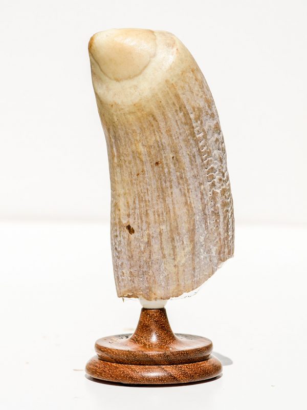 Raw Whale's Tooth Ivory - Scrimshaw Collector