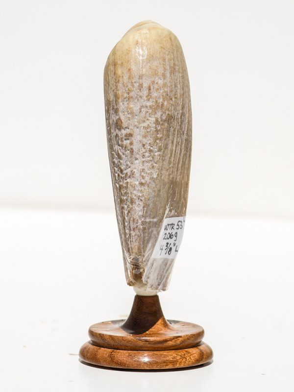 Raw Whale's Tooth Ivory - Scrimshaw Collector