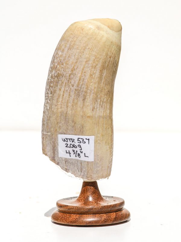 Raw Whale's Tooth Ivory - Scrimshaw Collector