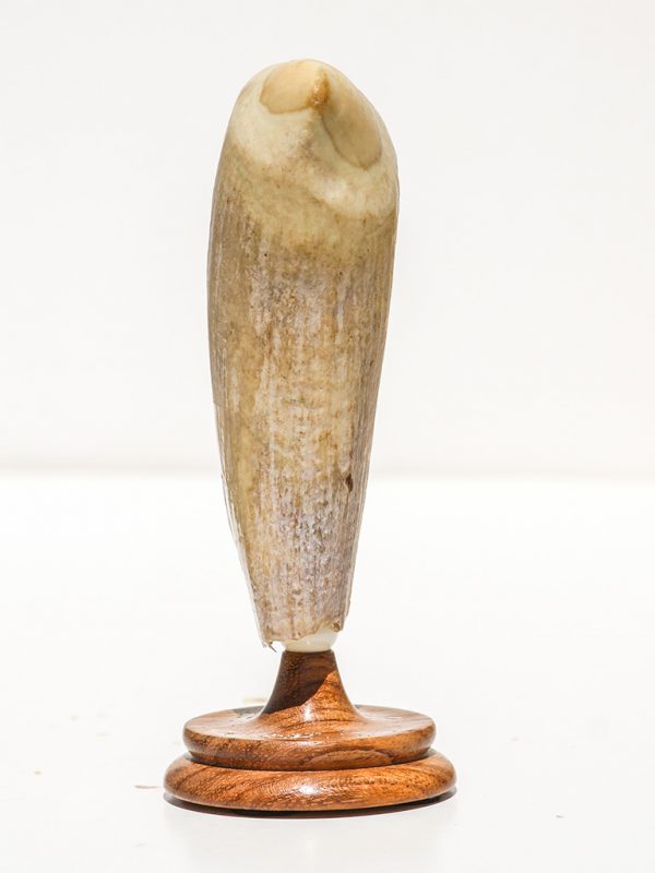 Raw Whale's Tooth Ivory - Scrimshaw Collector