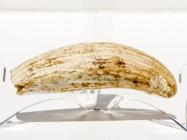 Raw Whale's Tooth Ivory - Scrimshaw Collector