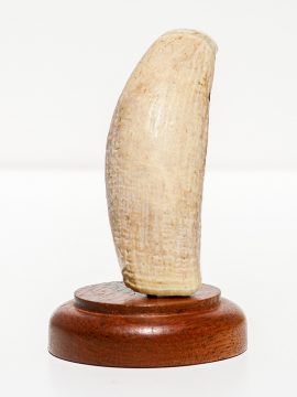 Raw Whale's Tooth Ivory - Scrimshaw Collector