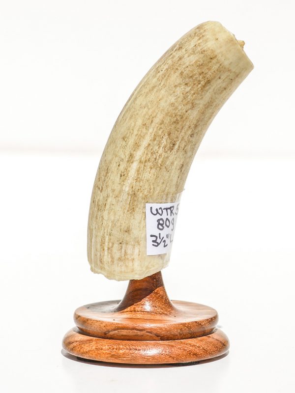 Raw Whale's Tooth Ivory - Scrimshaw Collector