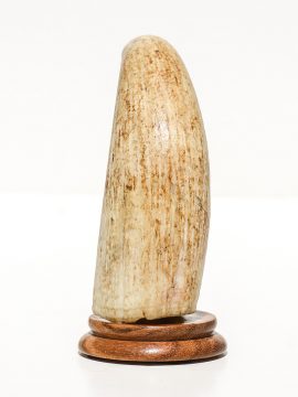 Raw Whale's Tooth Ivory - Scrimshaw Collector