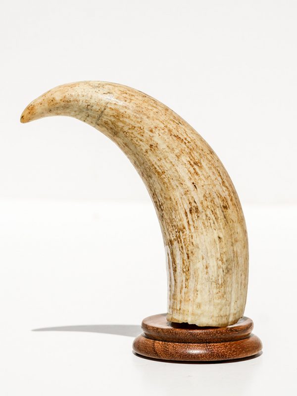 Raw Whale's Tooth Ivory - Scrimshaw Collector