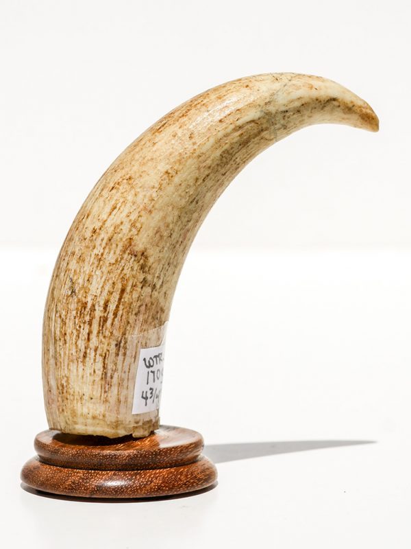 Raw Whale's Tooth Ivory - Scrimshaw Collector