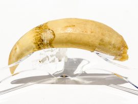 Fossil Walrus Tusk Raw Ivory - Scrimshaw Collector