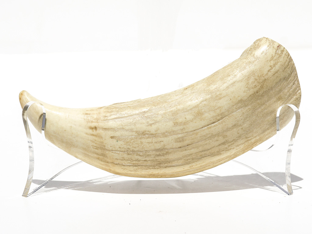 Fossil Walrus Tusk Raw Ivory Scrimshaw Collector