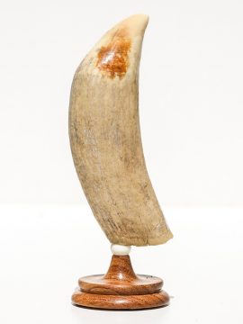 Raw Whale's Tooth Ivory - Scrimshaw Collector