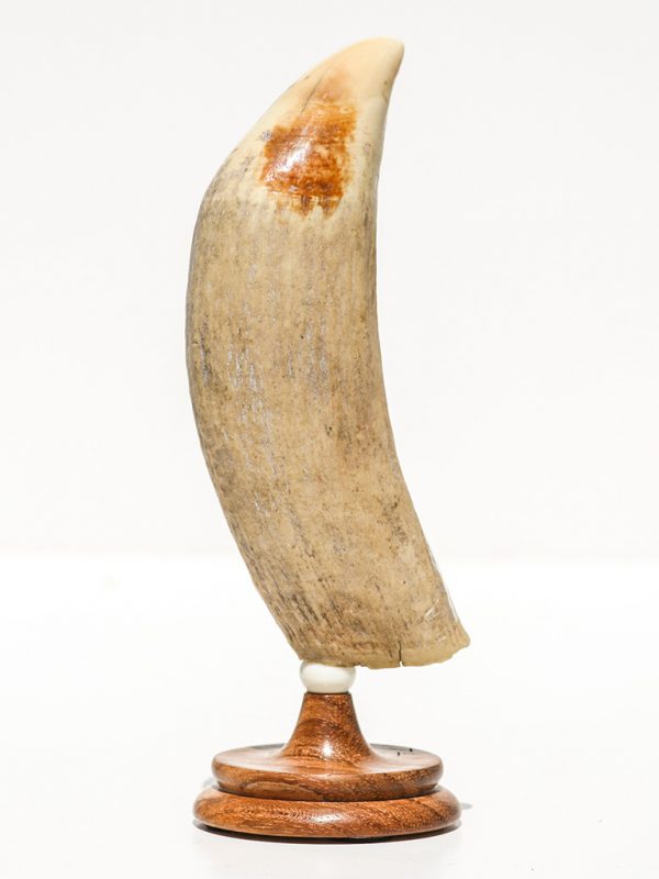 Raw Whale's Tooth Ivory - Scrimshaw Collector