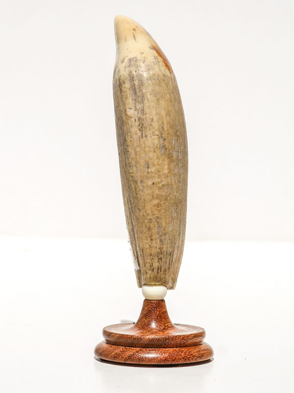 Raw Whale's Tooth Ivory - Scrimshaw Collector