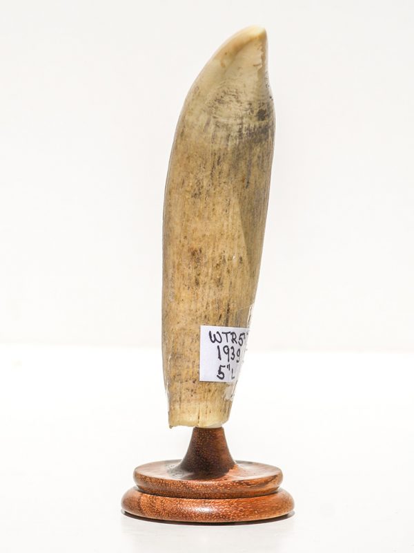 Raw Whale's Tooth Ivory - Scrimshaw Collector