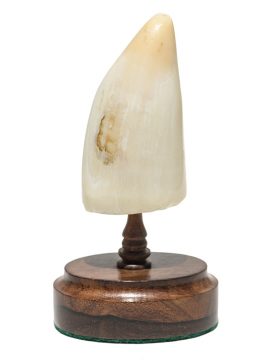 Raw Whale's Tooth - Scrimshaw Collector