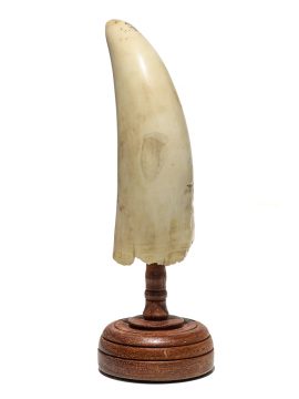 Raw Whale's Tooth Ivory - Scrimshaw Collector