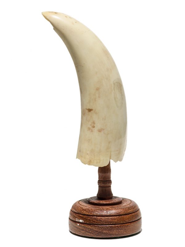 Raw Whale's Tooth Ivory - Scrimshaw Collector