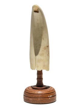 Raw Whale's Tooth Ivory - Scrimshaw Collector