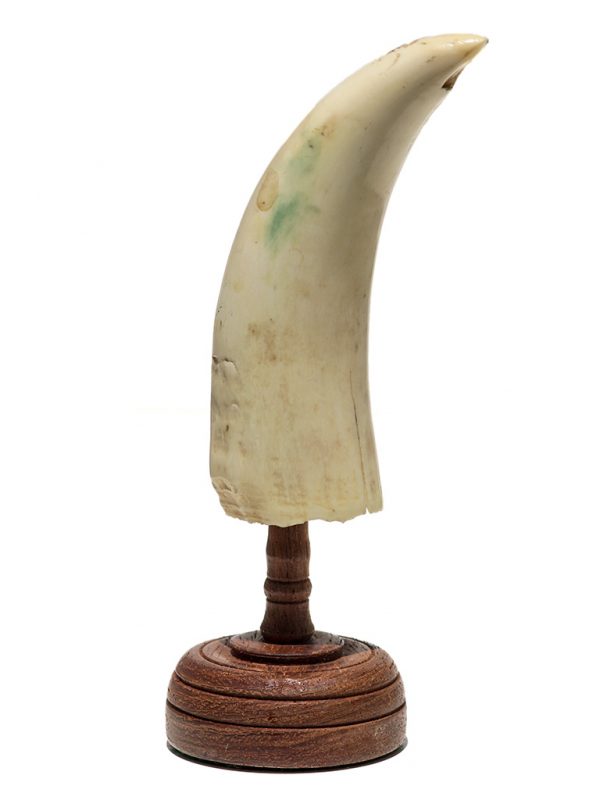 Raw Whale's Tooth Ivory - Scrimshaw Collector