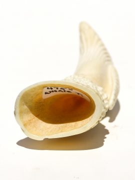 Albin Geiger Carver - Carved Whale Ivory Whale