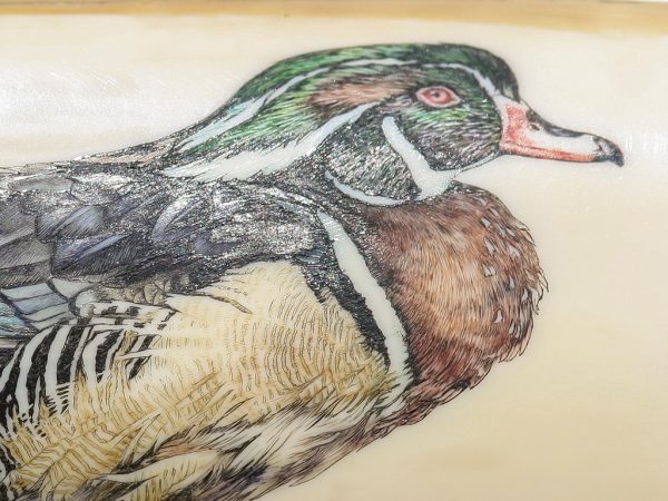 Kelly Mulford Scrimshaw - Wood Duck Family