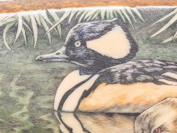 Kelly Mulford Scrimshaw - Hooded Merganser Family