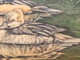 Kelly Mulford Scrimshaw - Hooded Merganser Family