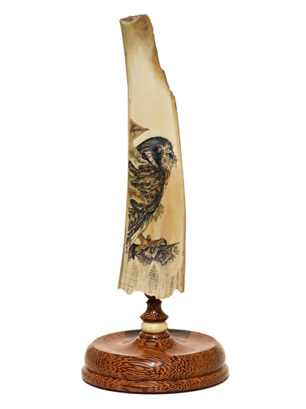 Kelly Mulford Scrimshaw - Perched Peregrine Falcon