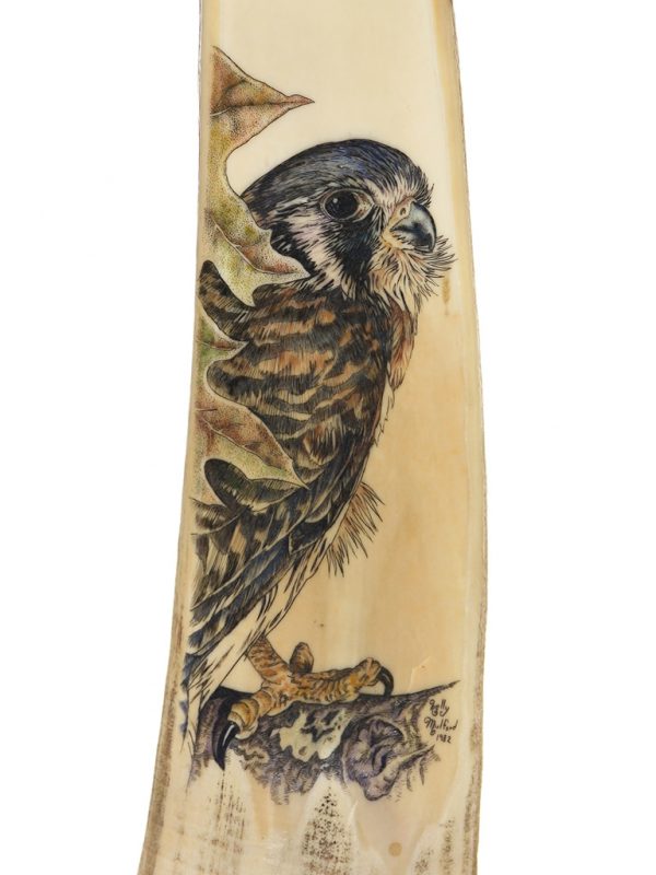 Kelly Mulford Scrimshaw - Perched Peregrine Falcon