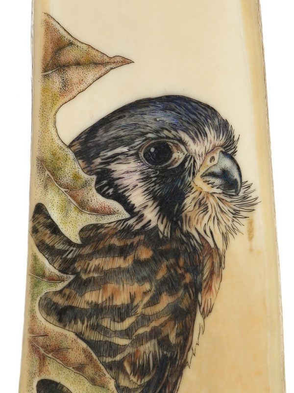 Kelly Mulford Scrimshaw - Perched Peregrine Falcon