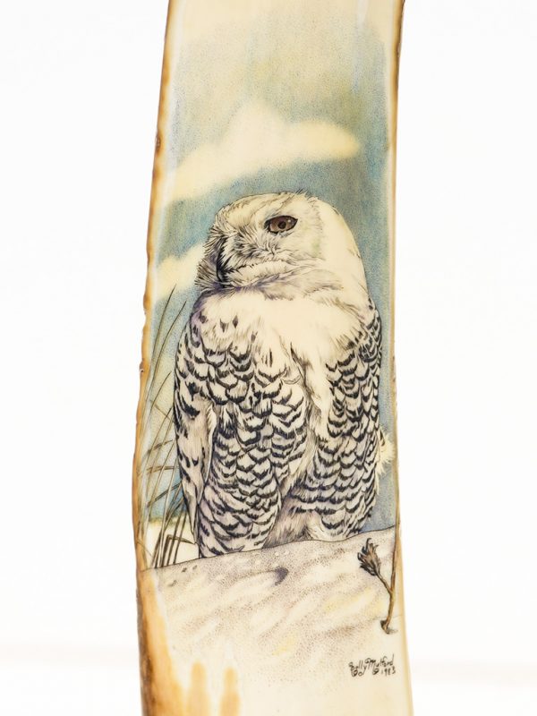 Kelly Mulford Scrimshaw - Majestic Snowy Owl