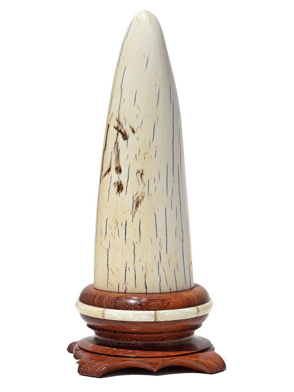 Gary Williams Scrimshaw - Elegant Giraffe