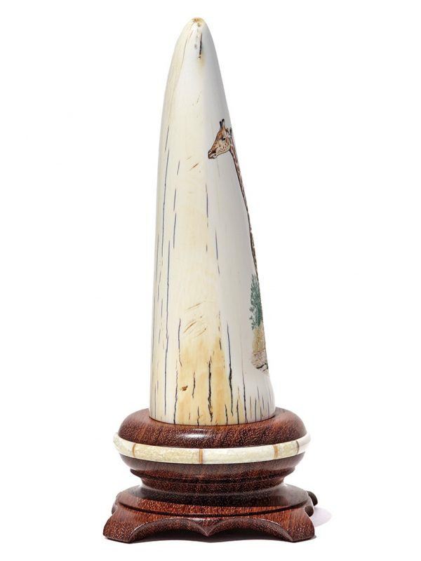 Gary Williams Scrimshaw - Elegant Giraffe