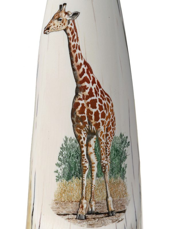 Gary Williams Scrimshaw - Elegant Giraffe