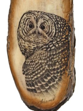 David Adams Scrimshaw - Spotted Owl