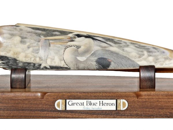 David Adams Scrimshaw - Great Blue Heron