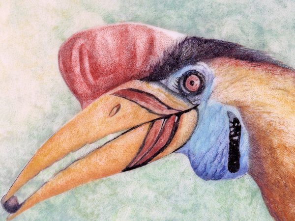 Gary Dorning Scrimshaw - Hornbill