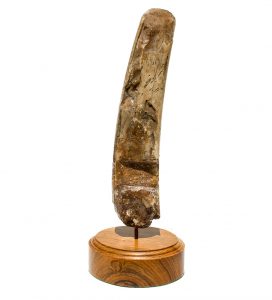 Martin Bandy Scrimshaw - Navigator Shooting the Sun