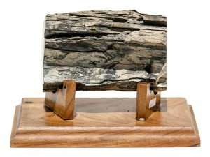 Martin Bandy Scrimshaw - Live Entertainment Onboard