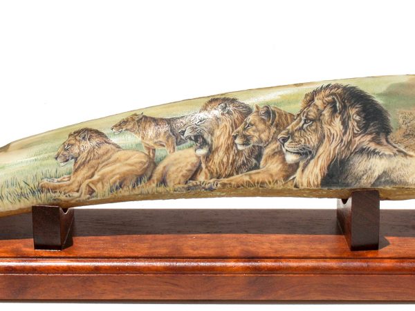 Matt Stothart Scrimshaw - Pride of Lions